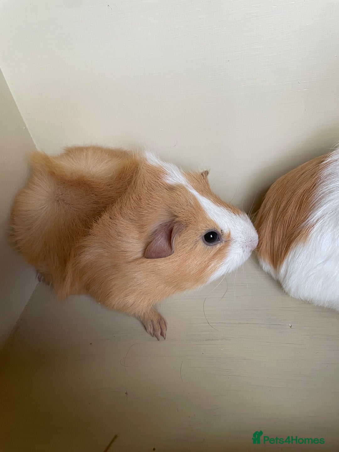 Guinea Pig rodents for sale: Baby Guinea Pigs.  - Advert 3