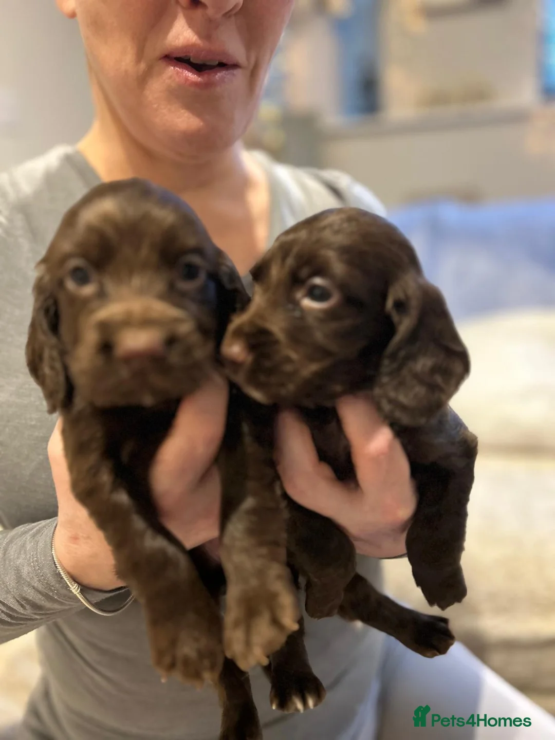 Cocker Spaniel dogs for sale: Working cocker spaniel puppies  - Advert 12