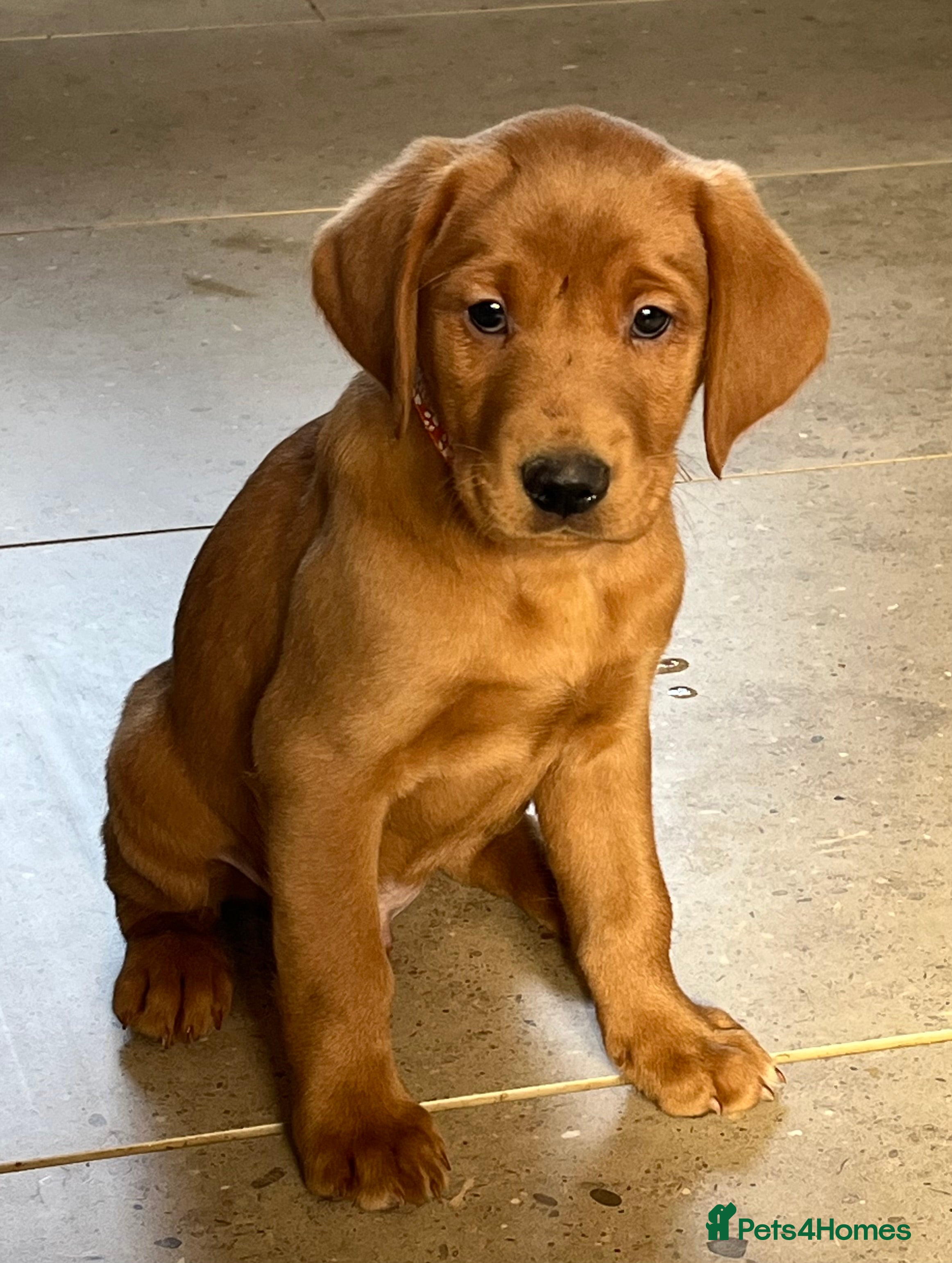 Labrador Retriever dogs A stunning litter of fox red Labrador puppies - Advert 4