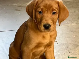 Labrador Retriever dogs A stunning litter of fox red Labrador puppies - Advert 4