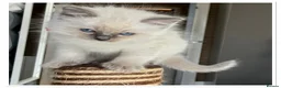 Ragdoll cats for sale: 4 Stunning male pure ragdoll kittens  - Advert 12