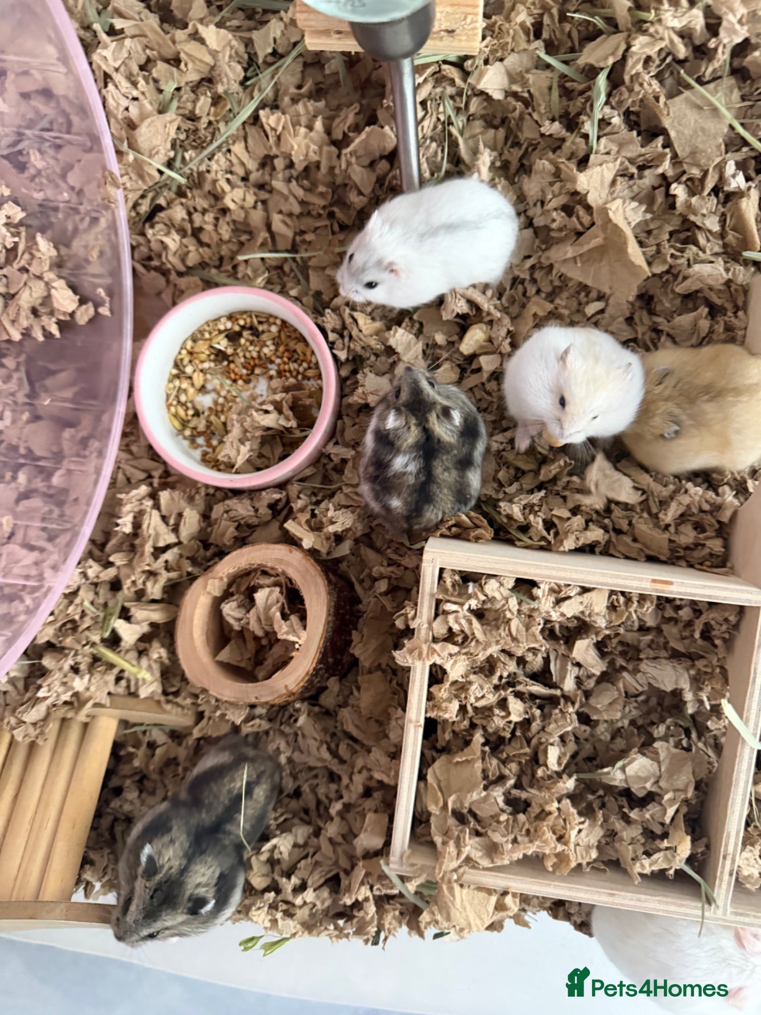 Hamster rodents Baby dwarf hamsters - Advert 1