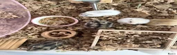 Hamster rodents for sale: Baby dwarf hamsters - Advert 1