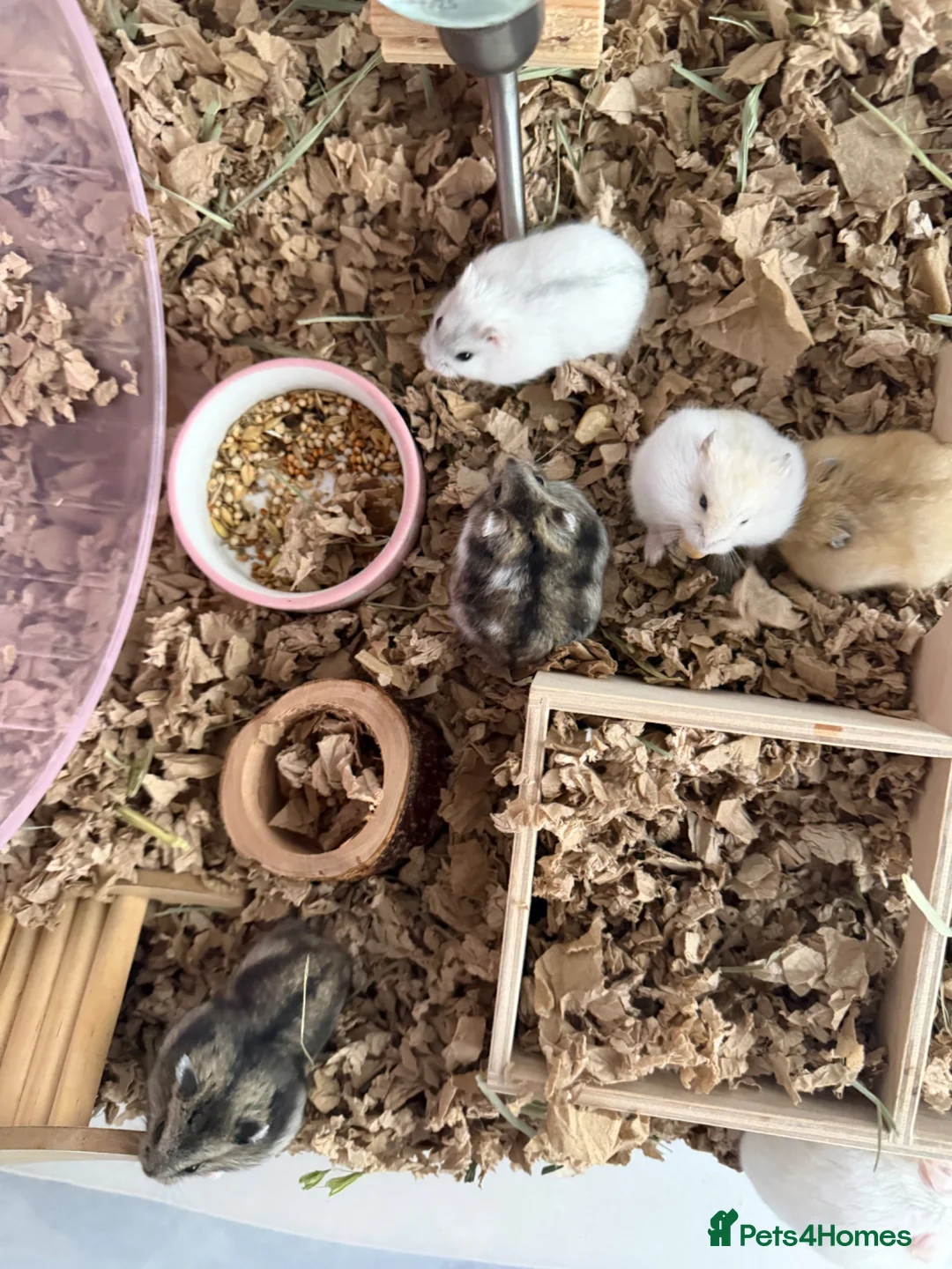 Hamster rodents for sale: Baby dwarf hamsters - Advert 1