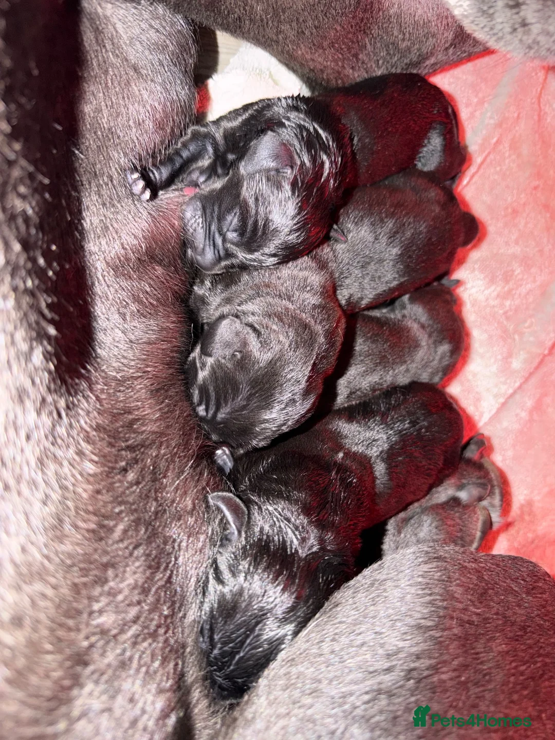 Great Dane dogs for sale: Champion blood exceptional quality black GreatDane in Seaham - Advert 9