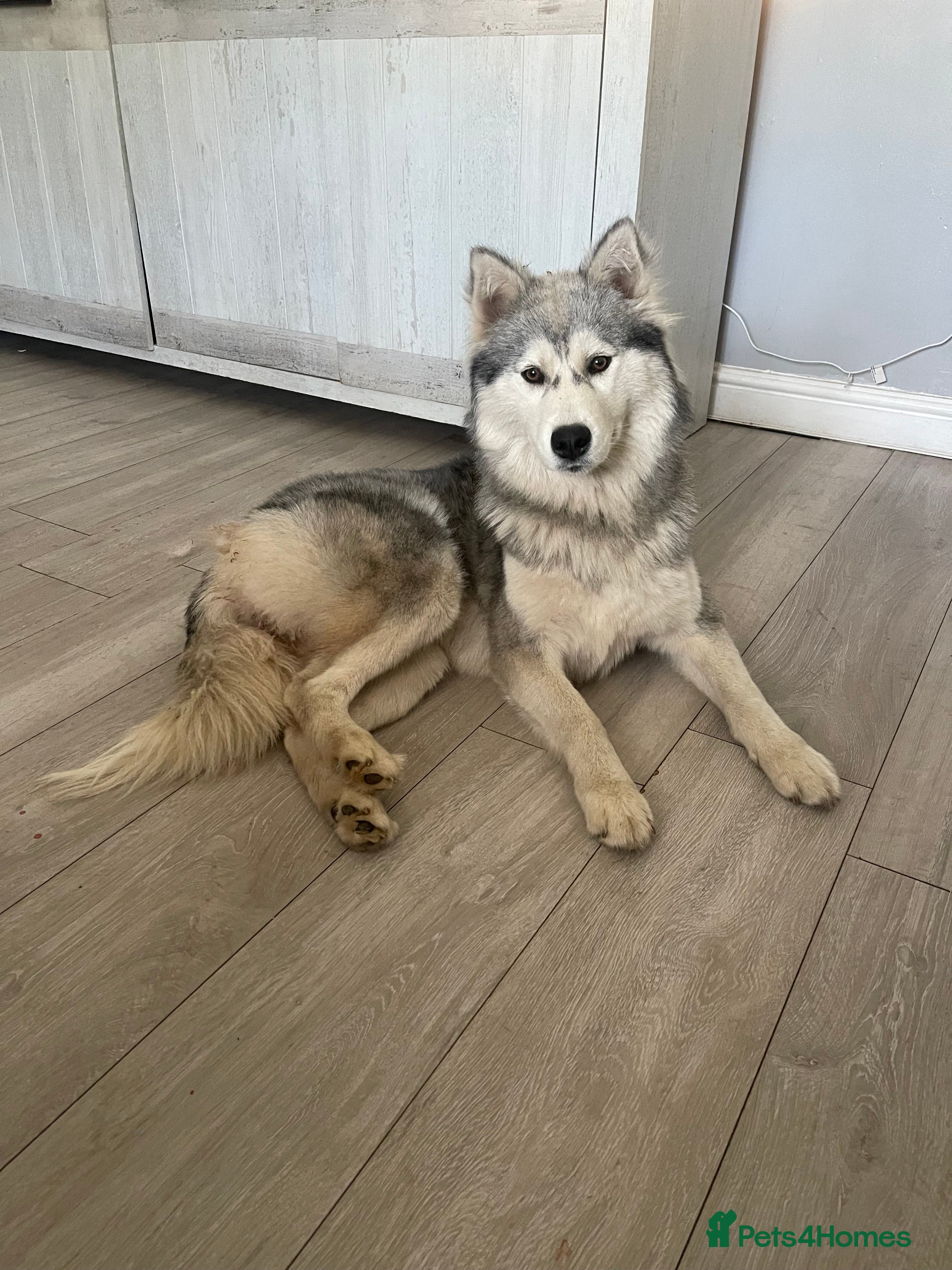 Siberian Husky dogs Beautiful husky looking for her forever home - Advert 1