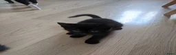 British Shorthair cats for sale: 3 black and 1 tuxedo kitten - Advert 4