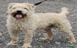 Soft Coated Wheaten Terrier dogs for sale: Soft coated wheaten terrier puppies  - Image 2