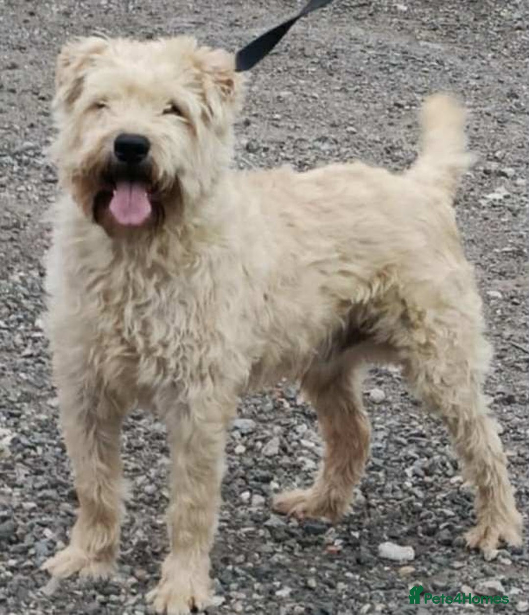 Soft Coated Wheaten Terrier dogs for sale: Soft coated wheaten terrier puppies  - Image 2