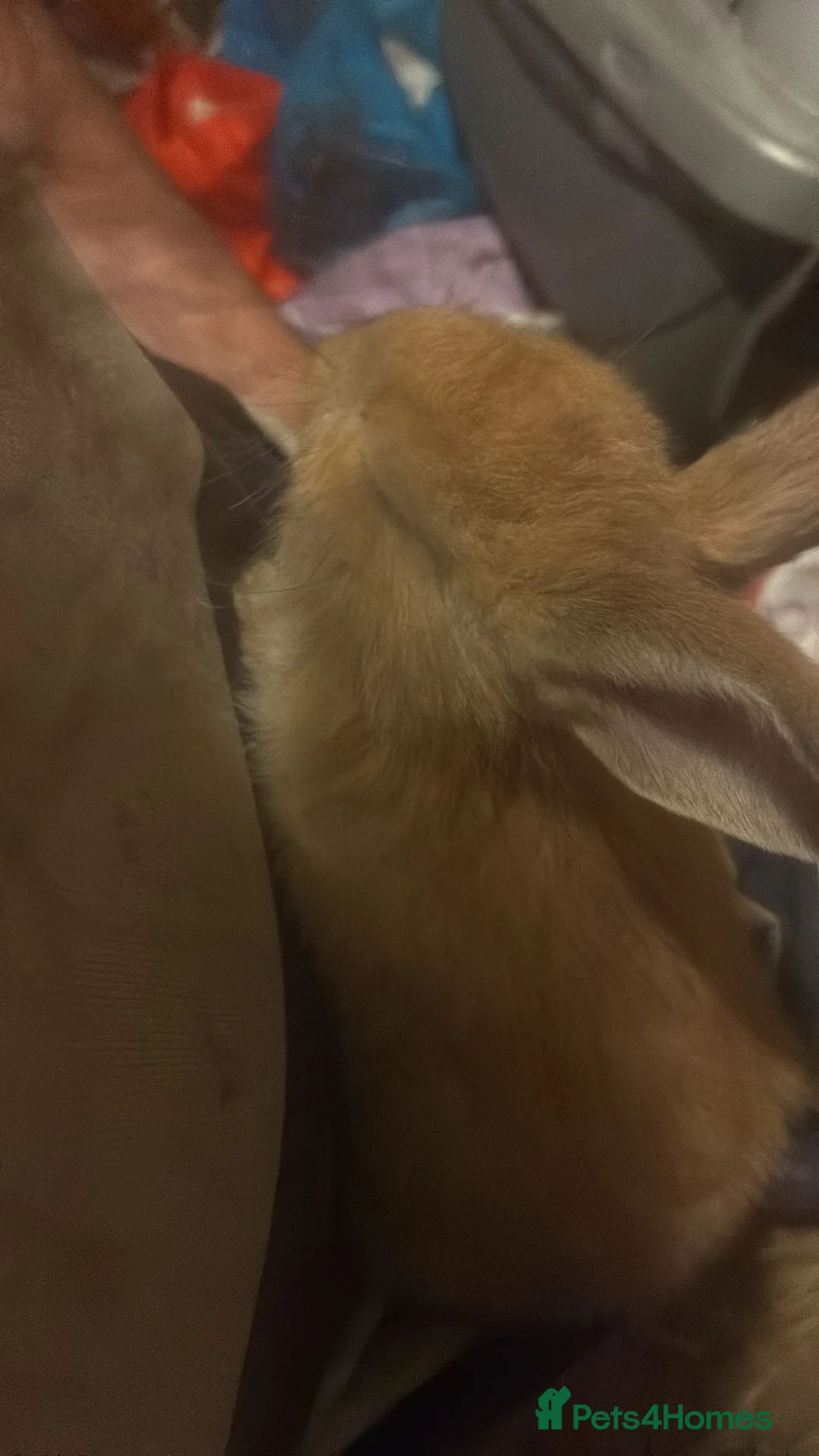 Mixed Breed rabbits for sale: Very friendly Rex, velvet & mixed bunnies  - Advert 11