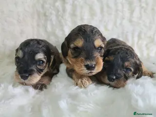 Cockapoo dogs 3 GIRLS Sable F1b Cockapoos DNA TESTED,VET CHECKED - Advert 4