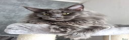Maine Coon cats for stud: King-size Purebred solid blue Maine Coon for stud in Glasgow - Advert 10