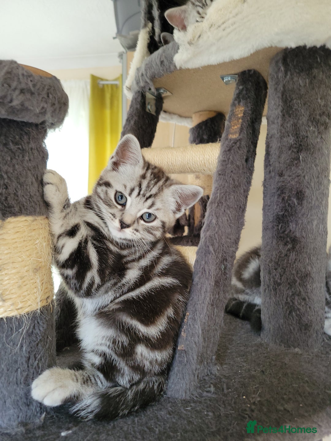 British Shorthair cats for sale: Ready to collect, Silver Tabby kittens  in Rochester - Image 20