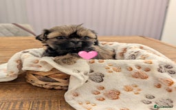 Shih Tzu dogs for sale: Adorable shih Tzu puppies  - Image 4
