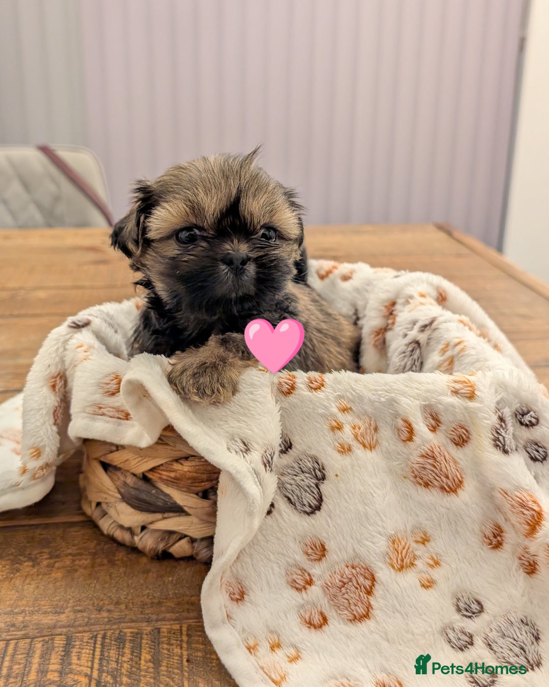 Shih Tzu dogs for sale: Adorable shih Tzu puppies  - Image 4