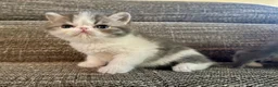 Exotic cats for sale: Outstanding Exotic Shorthair Kittens - Advert 16