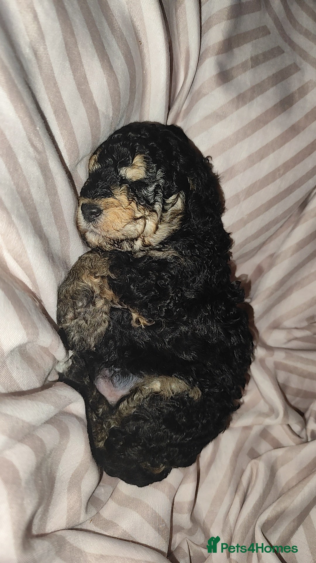 Toy Poodle dogs for sale: Two beautiful boy toy poodles - Advert 2