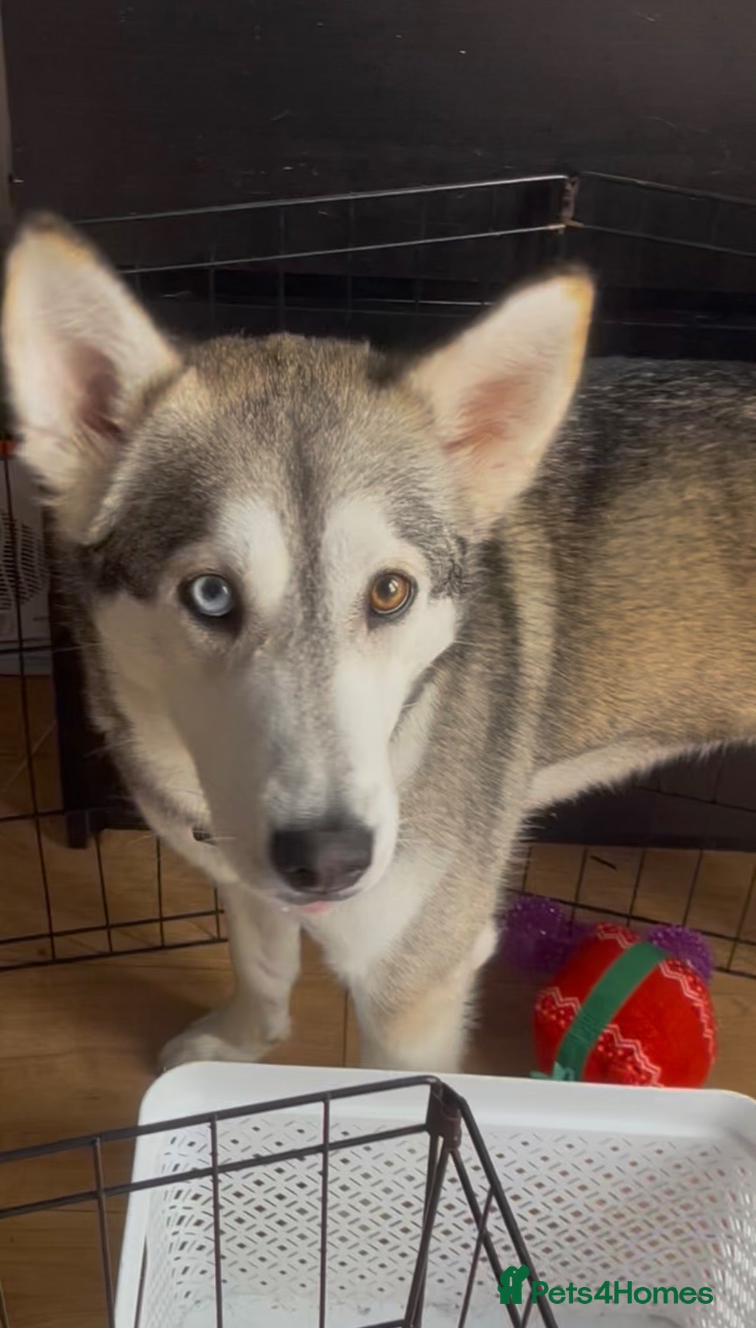 Siberian Husky dogs for sale: Beautiful Husky Girl - Advert 3