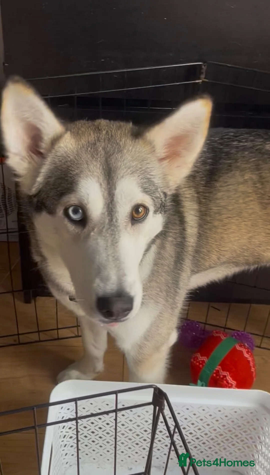 Siberian Husky dogs for sale: Beautiful Husky Girl - Advert 1