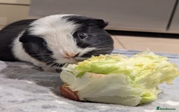 Guinea Pig rodents for sale: 2 Boar Male Guinea Pigs  - Advert 5