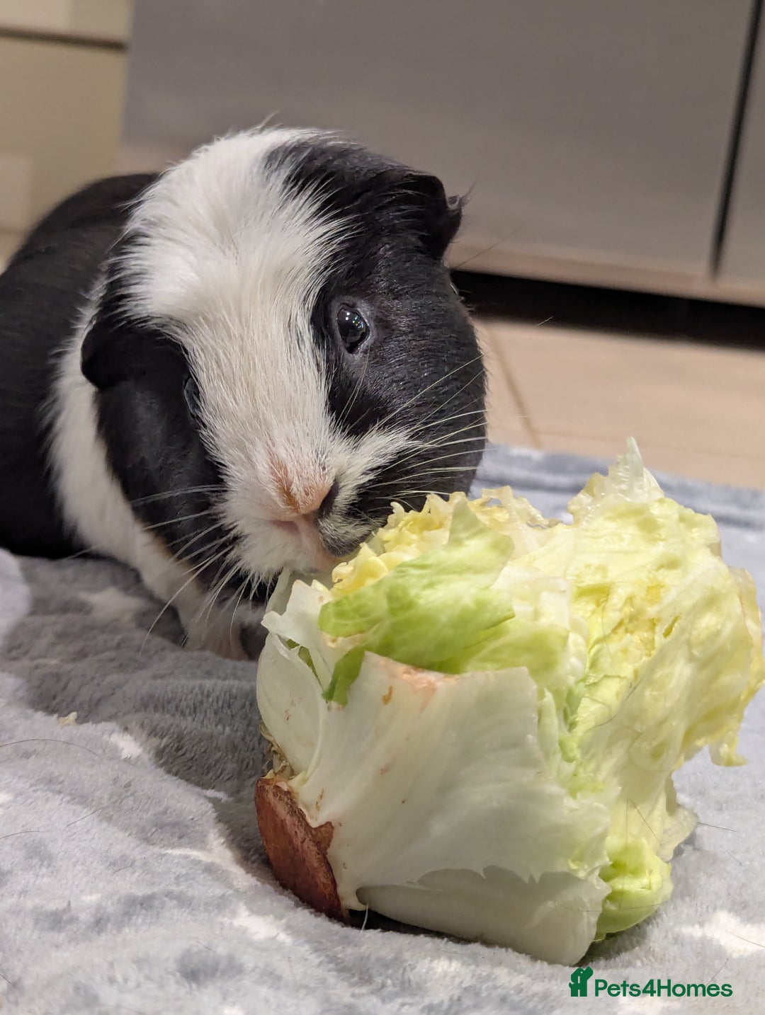 Guinea Pig rodents for sale: 2 Boar Male Guinea Pigs  - Advert 5