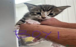 Mixed Breed cats for sale: 8 Gorgeous kittens looking for their forever homes - Image 12