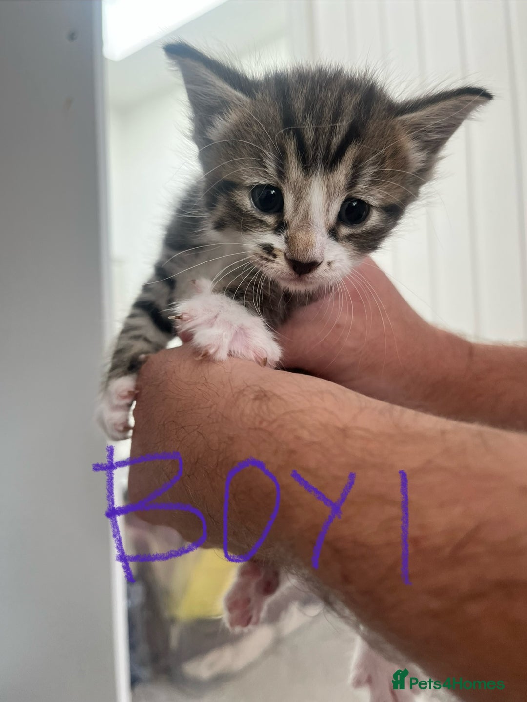 Mixed Breed cats for sale: 8 Gorgeous kittens looking for their forever homes - Image 12
