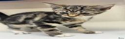 Mixed Breed cats for sale: Kitten tabby female beautiful - Advert 5