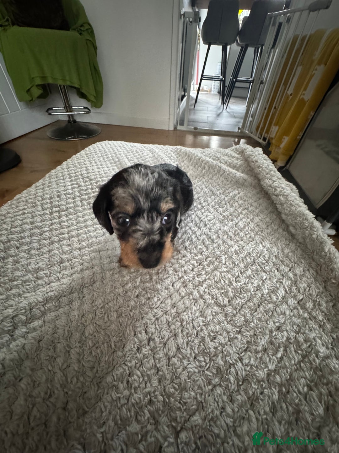 Dachshund dogs for sale: 8 dachshund puppies  - Image 24