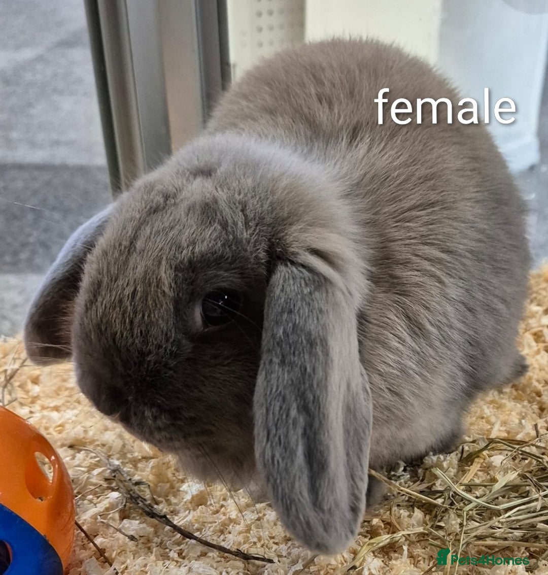 Dwarf Lop rabbits for sale: Beautiful Female Rabbits Available  - Advert 2