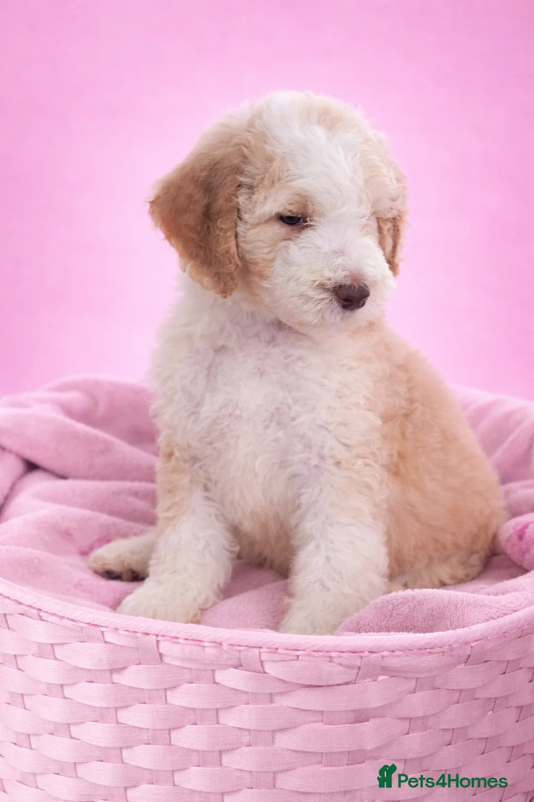Standard Poodle dogs for sale: REDUCED PRICE Fully vaccinated Standard Poodles - Advert 2