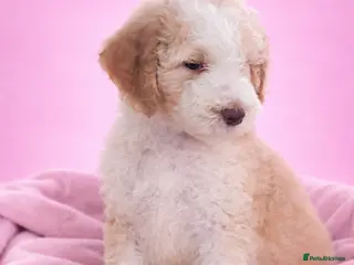 Standard Poodle dogs HEALTH CHECKED READY TO LEAVE Standard Poodles - Advert 2