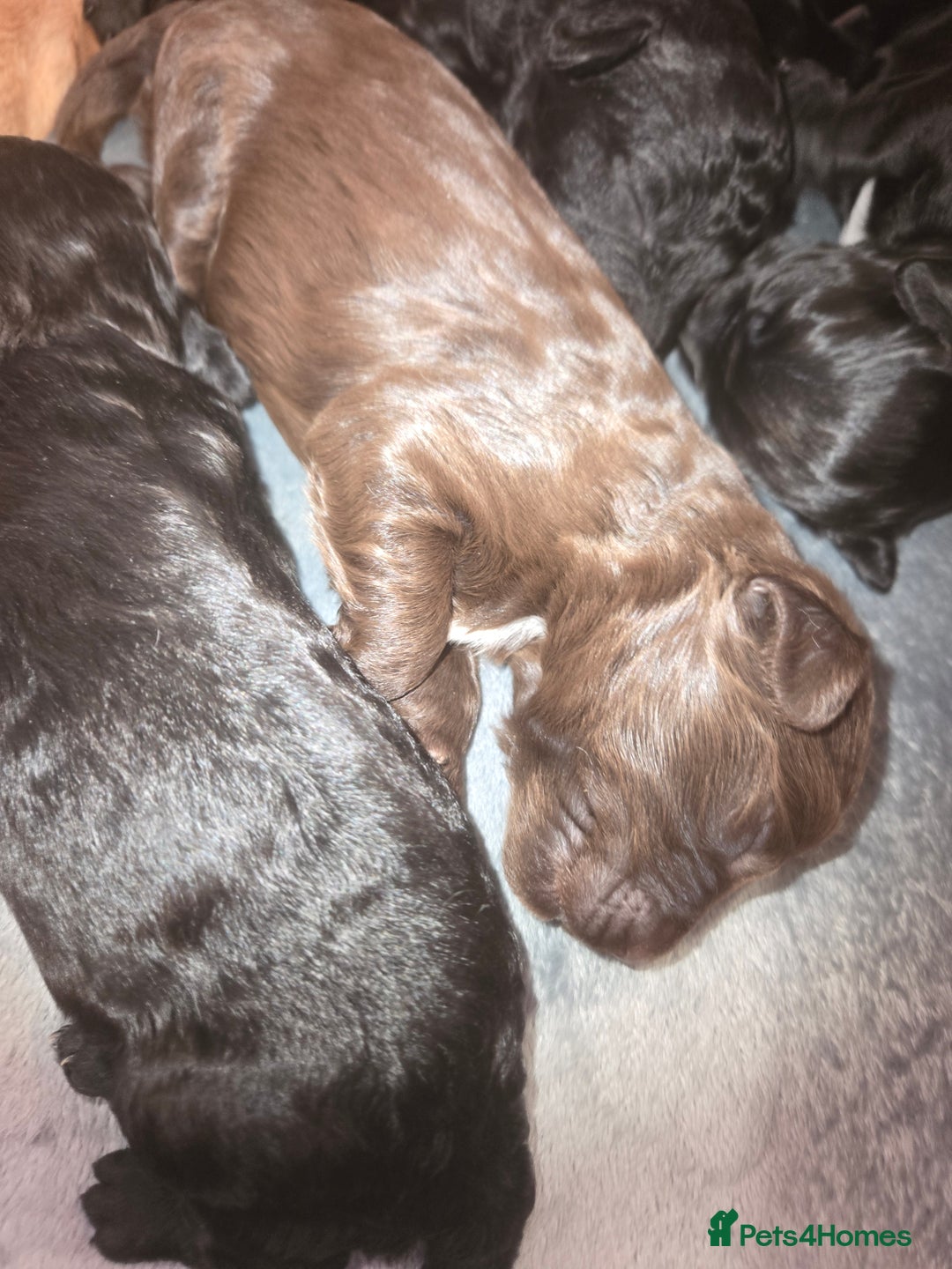 Cocker Spaniel dogs for sale: Cockerpoo pups  - Advert 2
