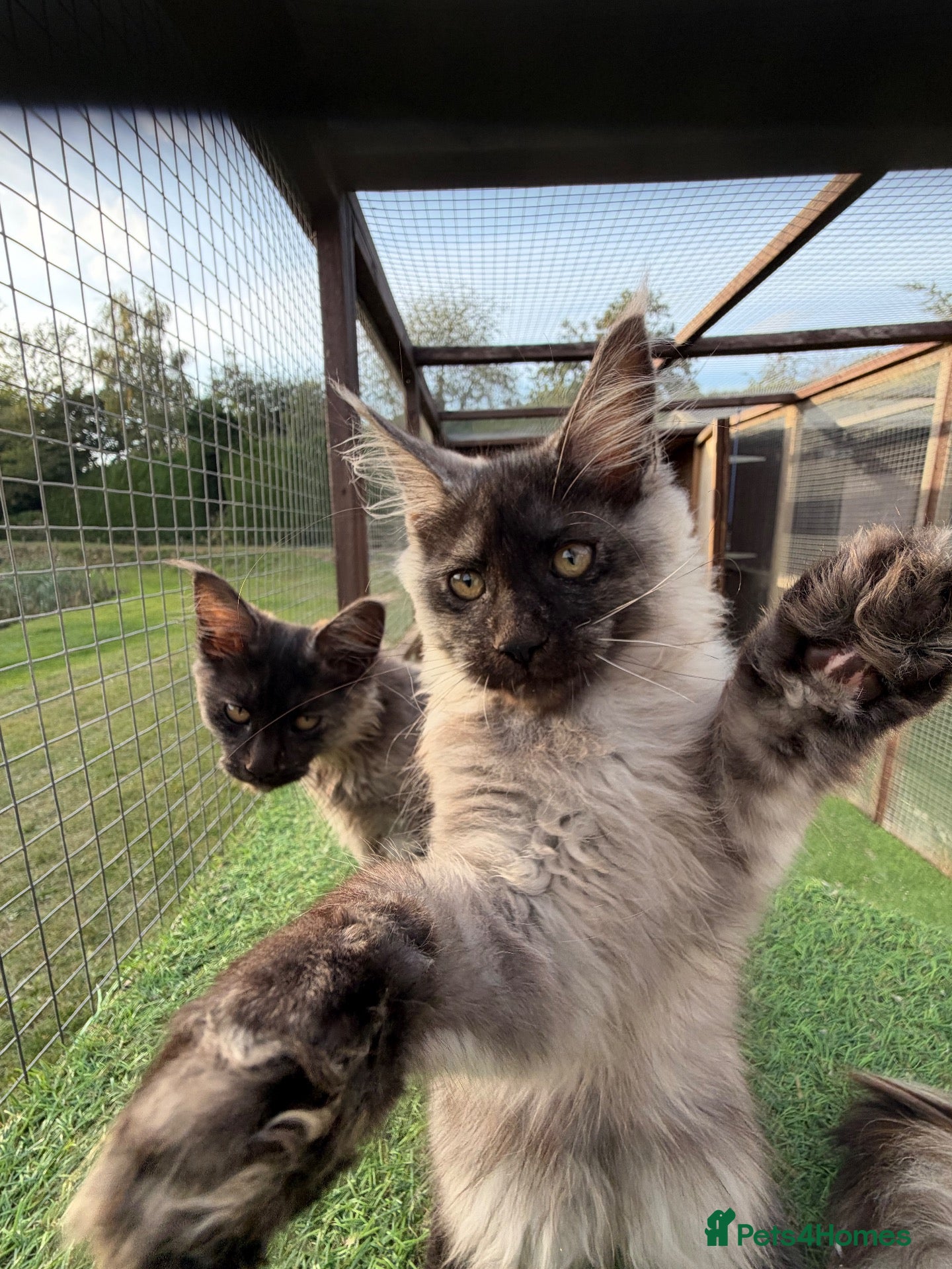Maine Coon cats Maine Coon GCCF Registered - Advert 1