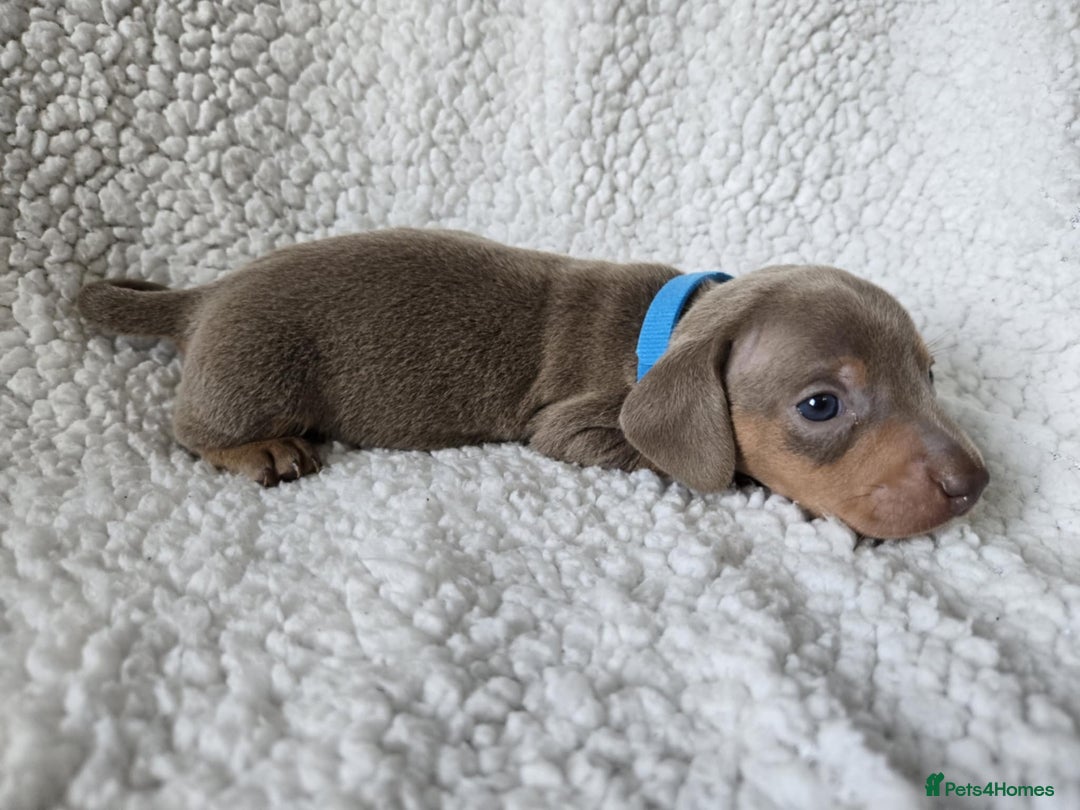 Miniature Dachshund dogs for sale: Miniature dachshund puppies kc reg  - Image 5