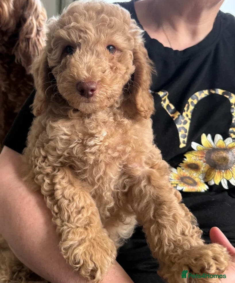 Cockapoo dogs 2BEAUTIFUL COCKAPOO MALE PUPPIES READY NOW  🐾 - Advert 3