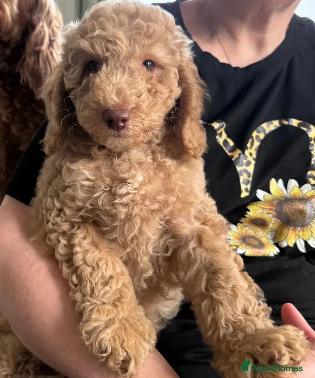 Cockapoo dogs for sale: 2BEAUTIFUL COCKAPOO MALE PUPPIES READY NOW  🐾 - Advert 1