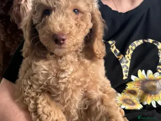 Cockapoo dogs 2BEAUTIFUL COCKAPOO MALE PUPPIES READY NOW 🐾 - Advert 12