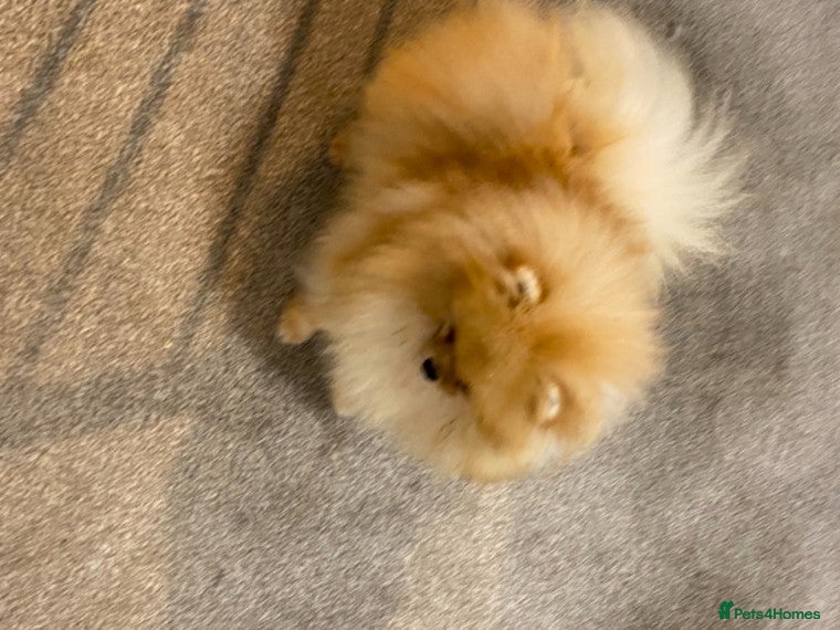 Pomeranian dogs Kc bright orange Pomeranian stud 1.9kg tv star in Lingfield - Advert 2