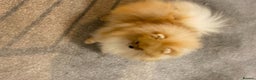 Pomeranian dogs for stud: Kc bright orange Pomeranian stud 1.9kg tv star in Lingfield - Advert 1