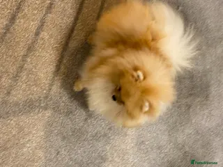 Pomeranian dogs Kc bright orange Pomeranian stud 1.9kg tv star in Lingfield - Advert 24