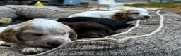 Cocker Spaniel dogs for sale: Stunning Working Cocker Spaniels  - Advert 16