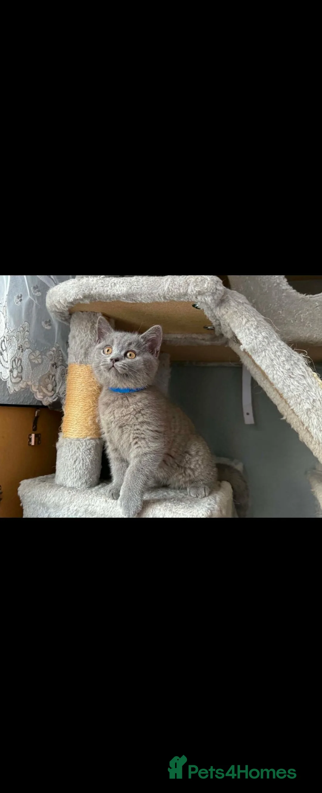 British Shorthair cats for sale: Kittens British Shorthairs in Peterborough - Advert 10
