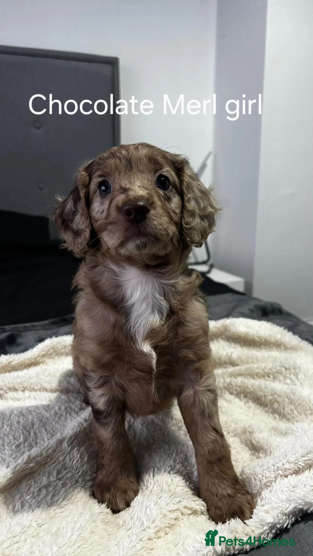 Cockapoo dogs for sale: F2 Cockapoo puppies  - Advert 3