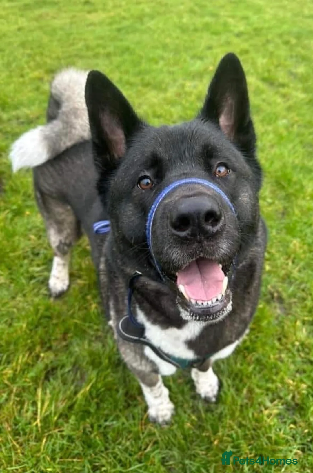 Akita dogs for sale: Large and loving male Akita for adoption.  - Advert 1