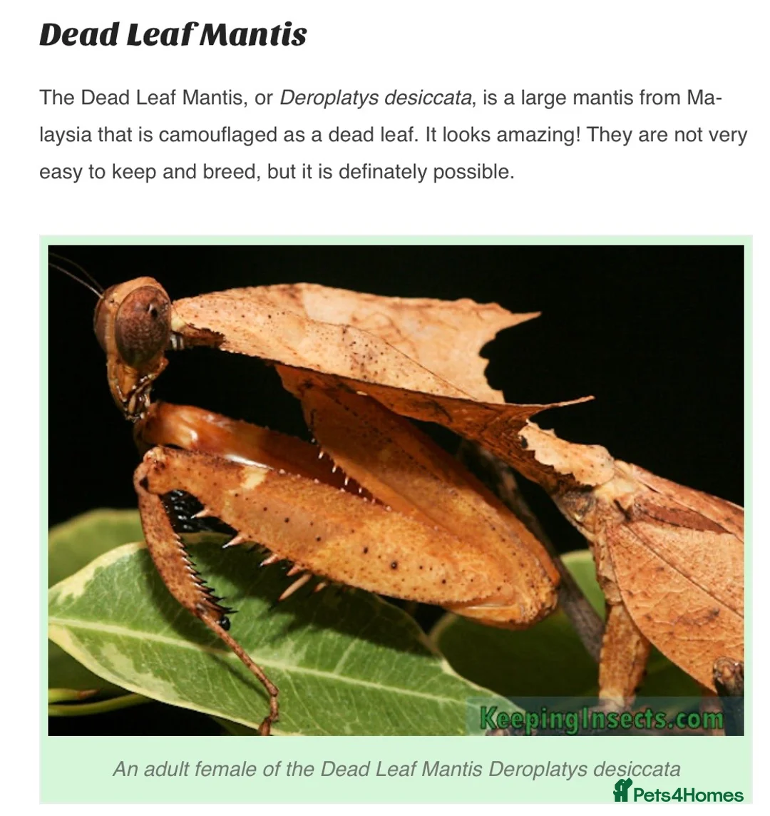 Praying Mantis invertebrates for sale: Malaysian leaf praying mantis For Sale in Boston - Advert 5