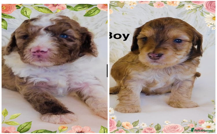 Cockapoo dogs REDUCED DNA TESTED Last 2 boys  Ready 25th Nov - Advert 5