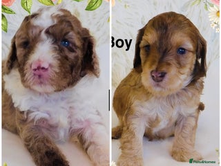 Cockapoo dogs REDUCED DNA TESTED Last 2 boys Ready 25th Nov - Advert 4