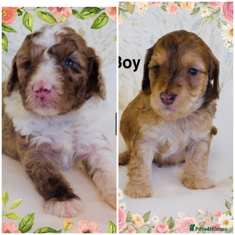 Cockapoo dogs REDUCED DNA TESTED Last 2 boys Ready 25th Nov - Advert 5
