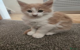 Maine Coon cats for sale: Maine Coon Kittens purebred – READY NOW - Image 37
